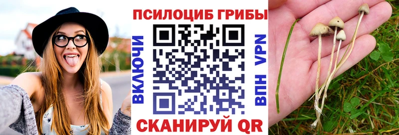 дарнет шоп  Майкоп  Псилоцибиновые грибы прущие грибы 